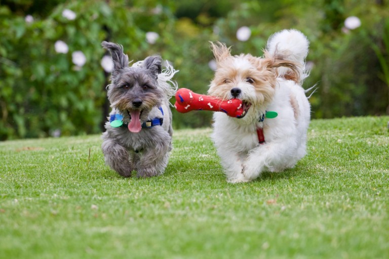 Puppies playing with toys on grass