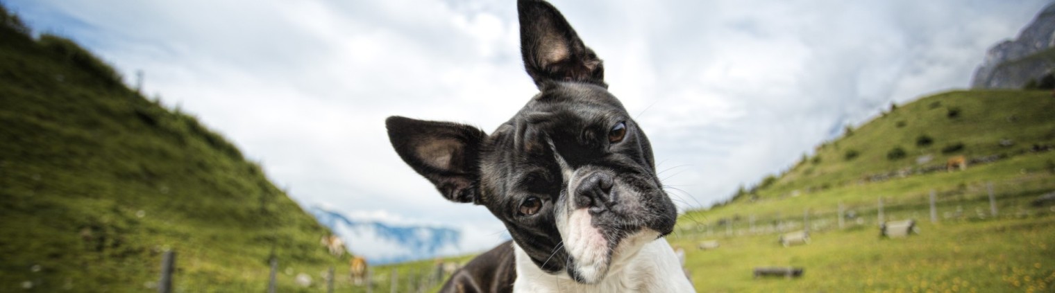 Boston Terrier