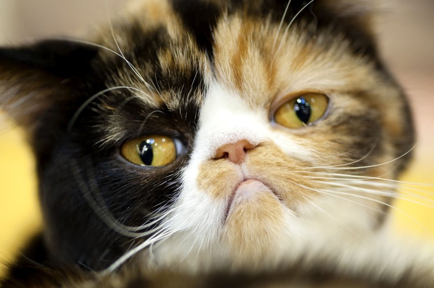 Image of an Exotic Shorthair cat