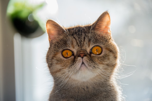 calico exotic shorthair