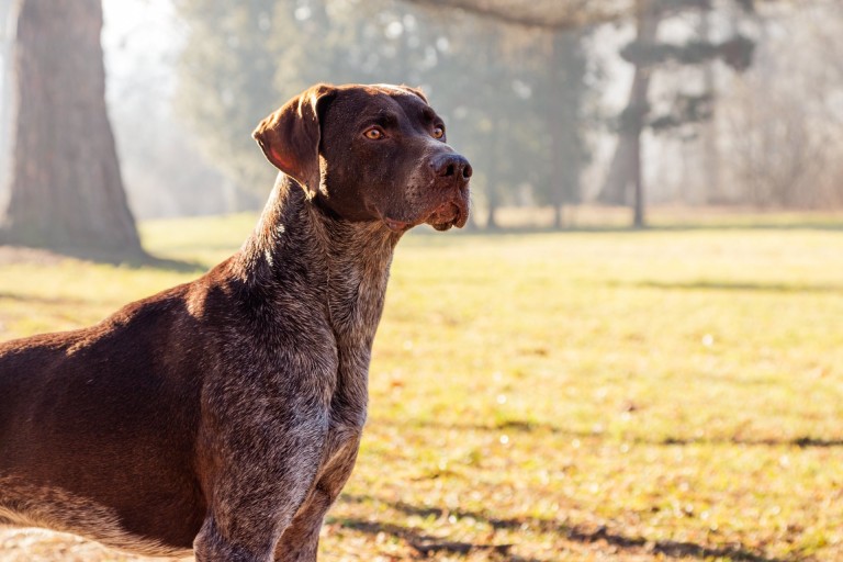 German Shorthaired Pointer