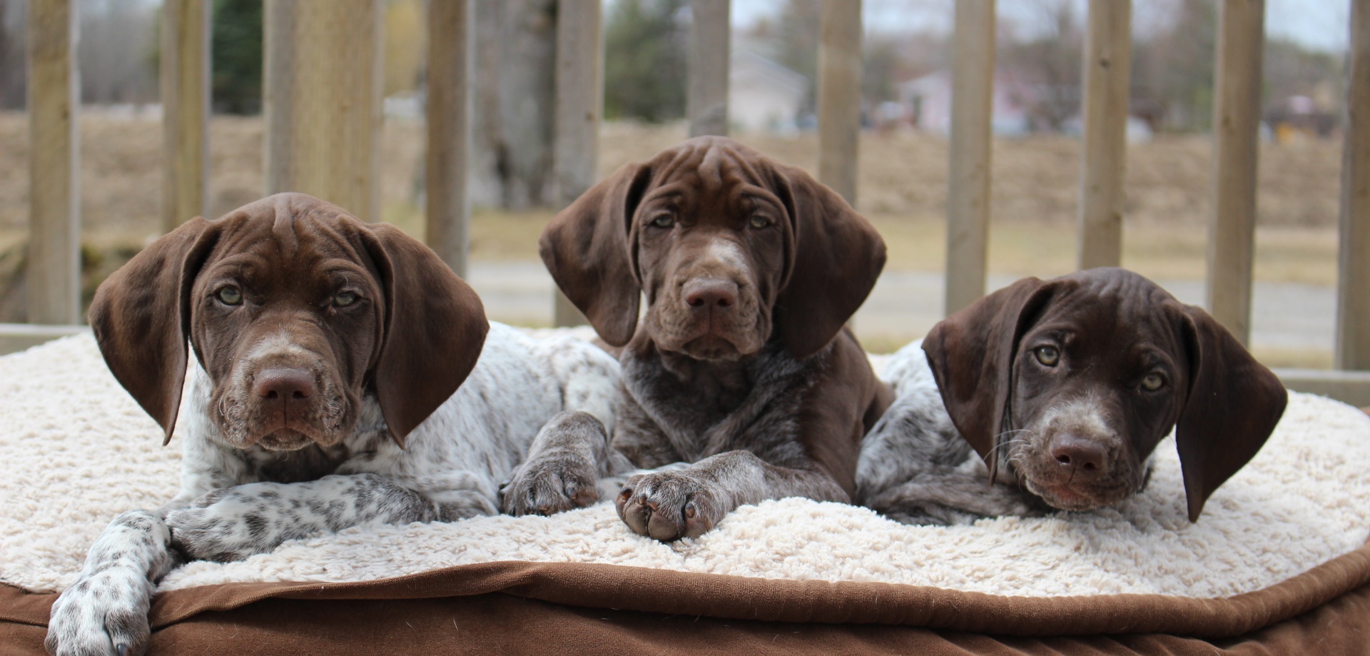 German Shorthaired Pointer