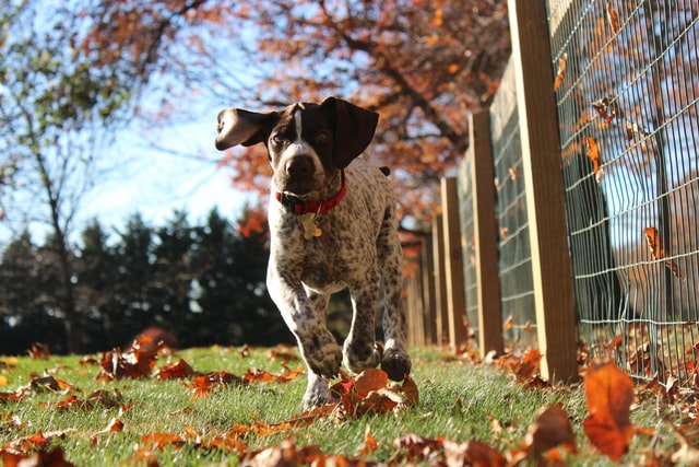 German Shorthair