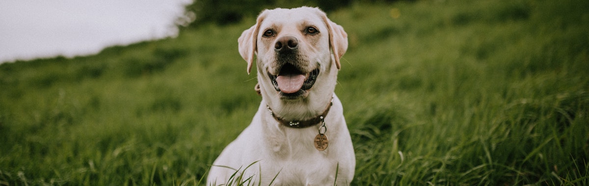 Smiling White Labrador Sitting In Grass