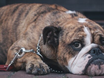 sad bulldog on a leash