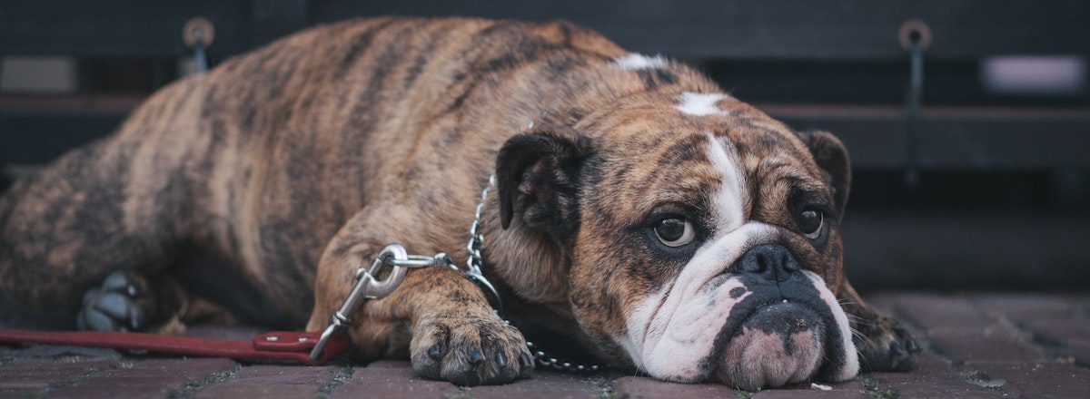 sad bulldog on a leash