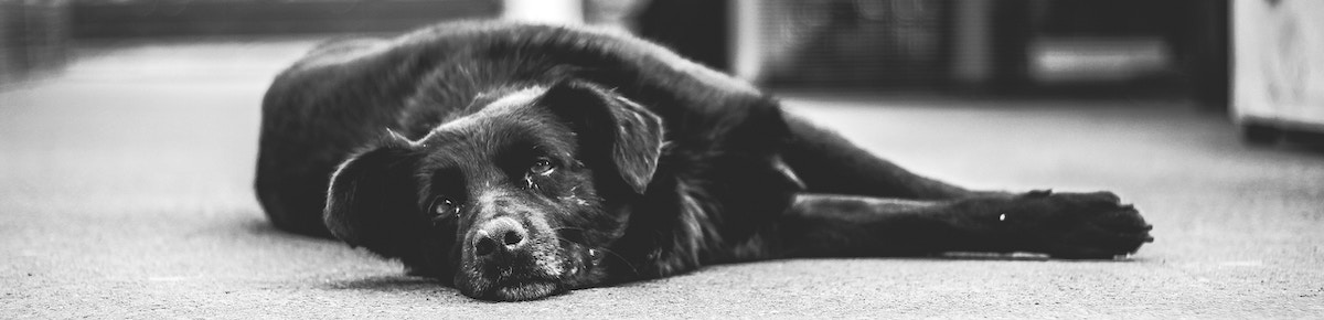 old dog resting on floor