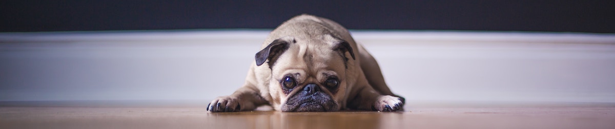 pug laying down