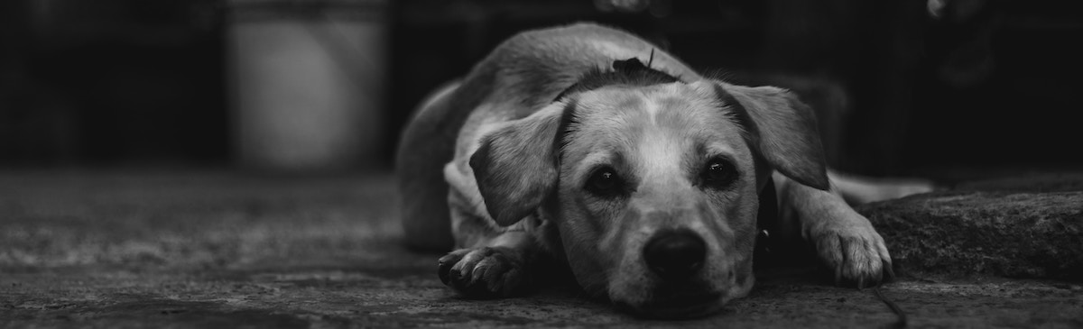 pup laying down