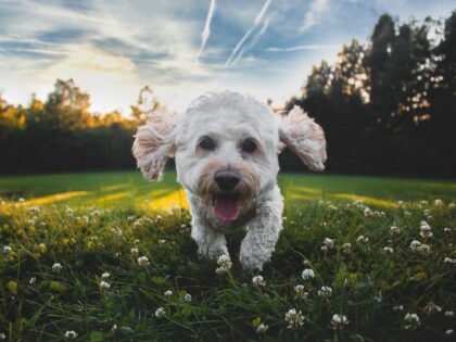 puppy running in field