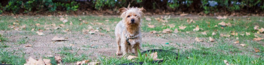 small dog on a leash in a yard