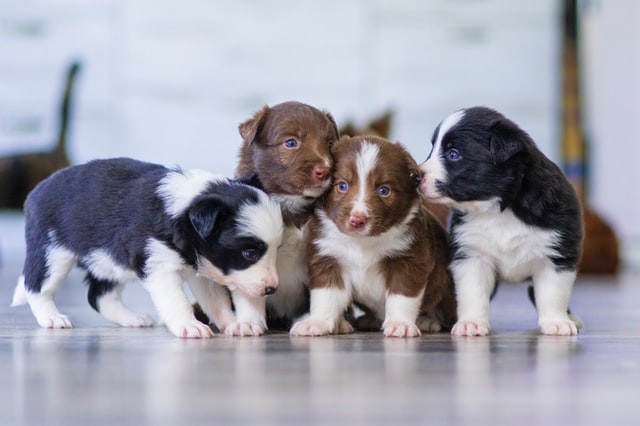 can 8 week old puppies meet other dogs