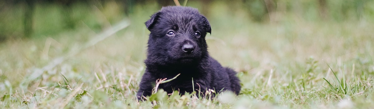 puppy laying down