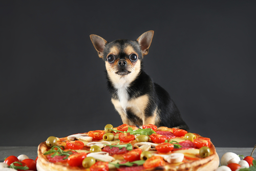 Can i give shop my dog pizza