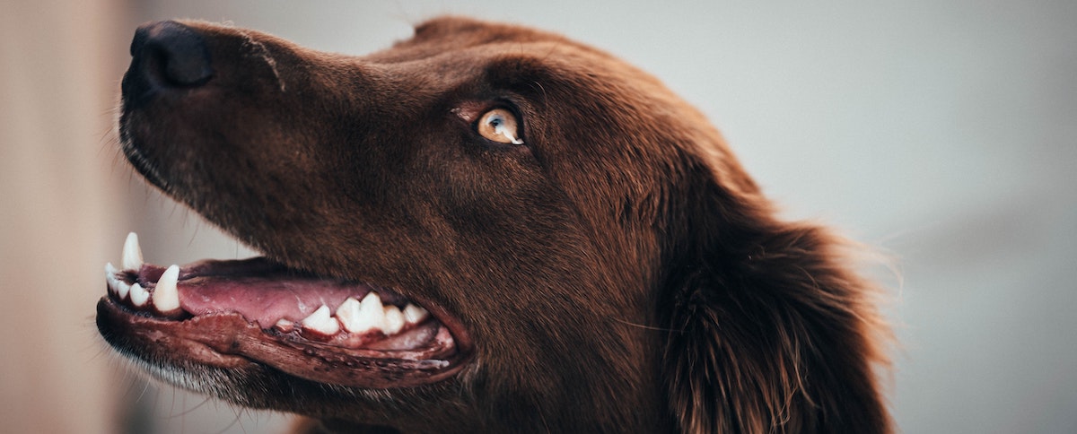 Brown Dog Showing Teeth