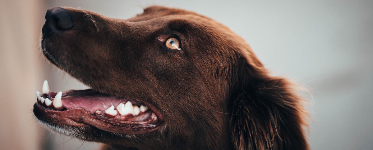 how is gum disease treated in dogs