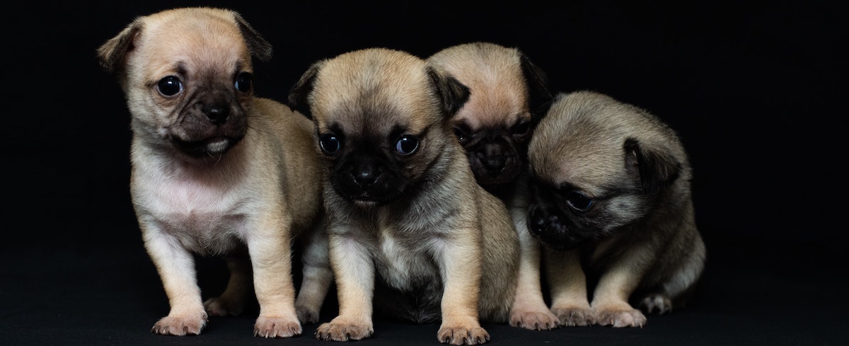 Puppy Proofing 101: How to Puppy Proof Your House