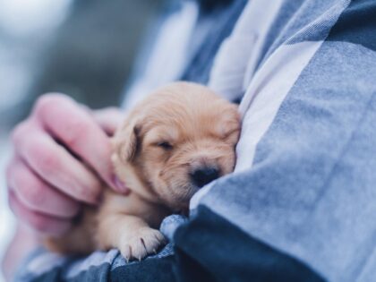 Puppy In Man's Arms