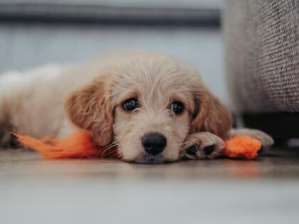 Puppy Laying On Floor
