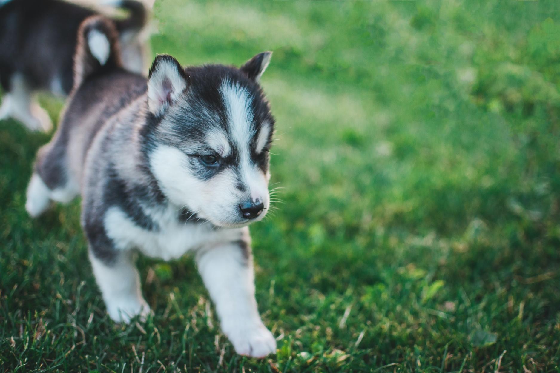 How to housebreak a puppy tips from puppy training experts