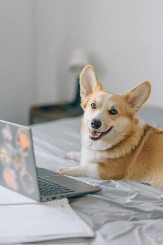 How To Stay Productive at Home When Your Pets Want Attention