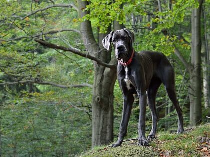 great-dane-gea2e2610c_640