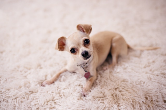 Small dogs store with good personalities