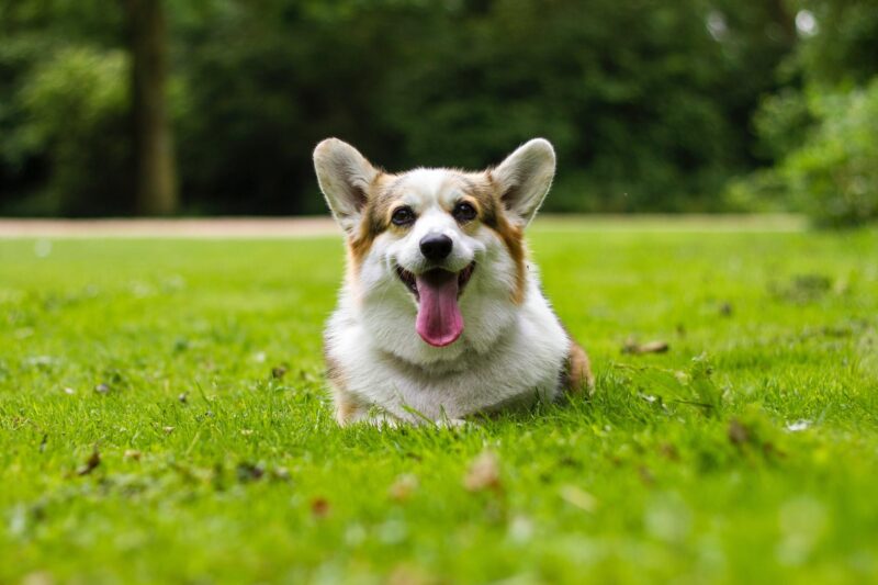 Smiling Corgi lying in the grass