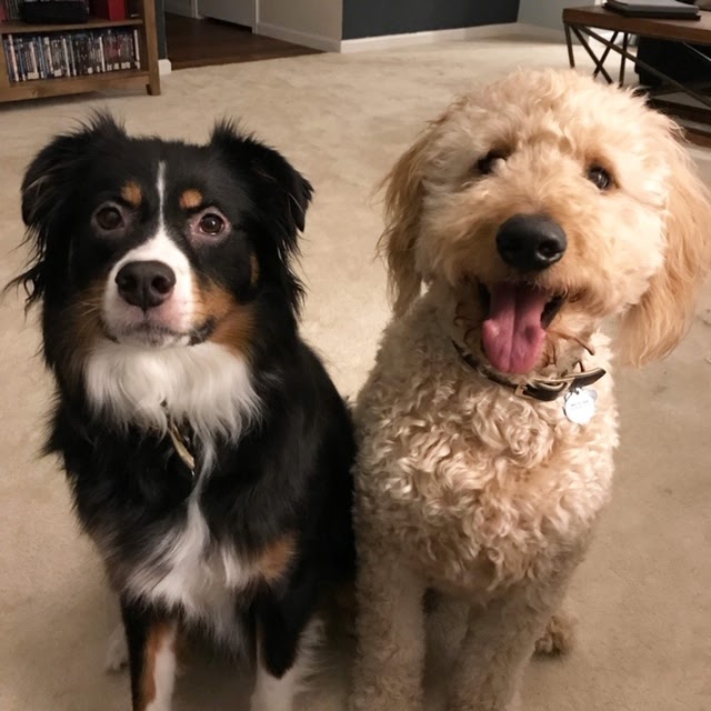 Beau and Buster smile for the camera.