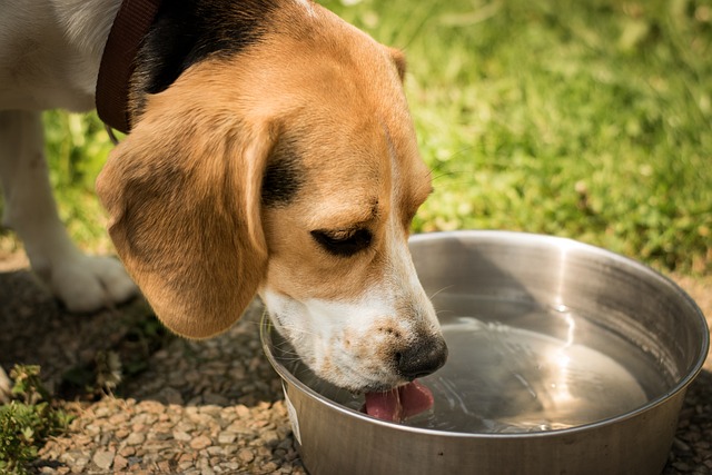 How to treat heat stroke in dogs