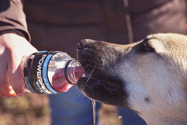 heat stroke in dogs