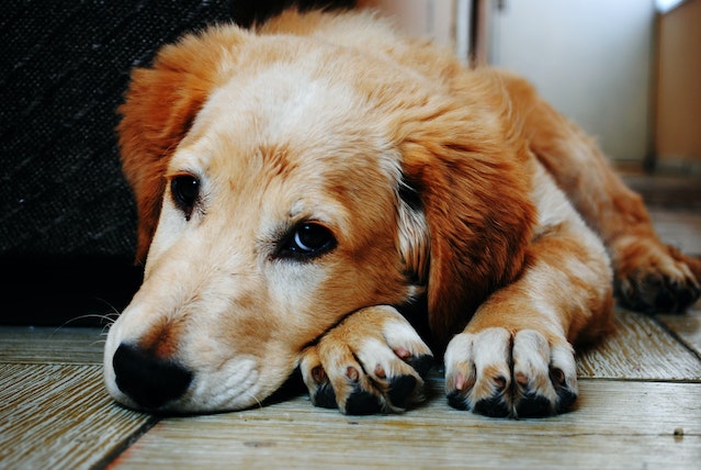 natural pain relief for dogs supplements