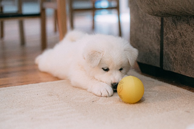 how much should puppies eat?