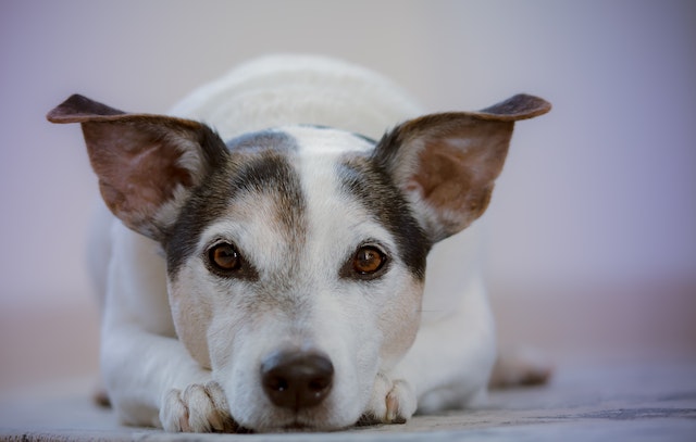 Dog Stung By A Bee? Here's How to Treat It - Whole Dog Journal