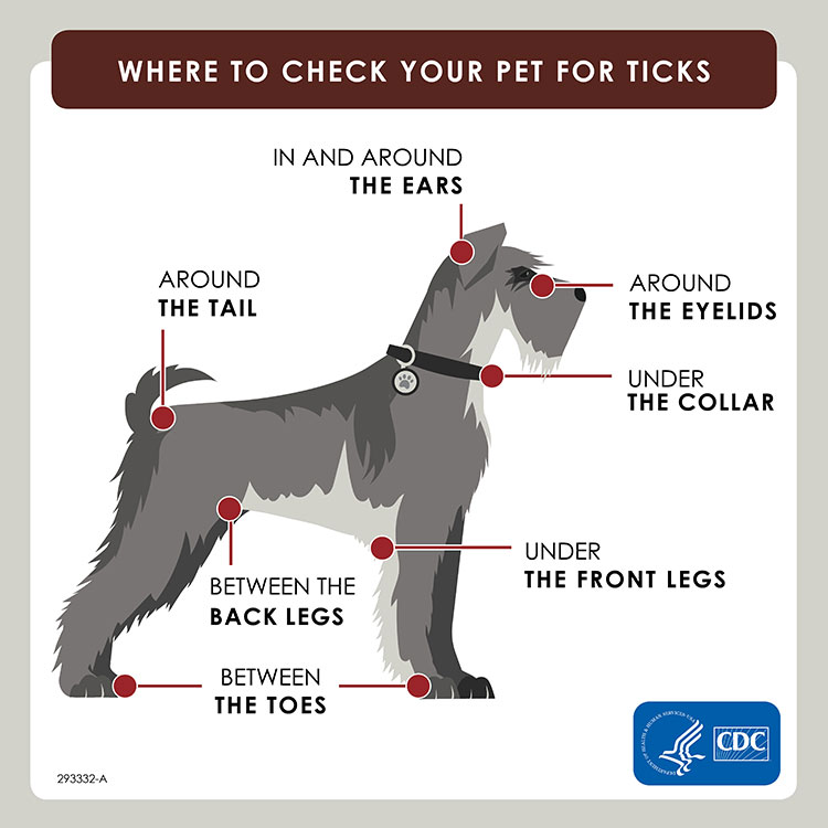 CDC Tick Graphic