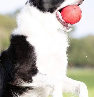 Nerf Dog Squeak Ball Toy