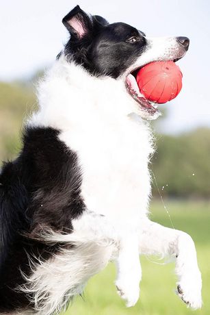 Nerf Dog Squeak Ball Toy