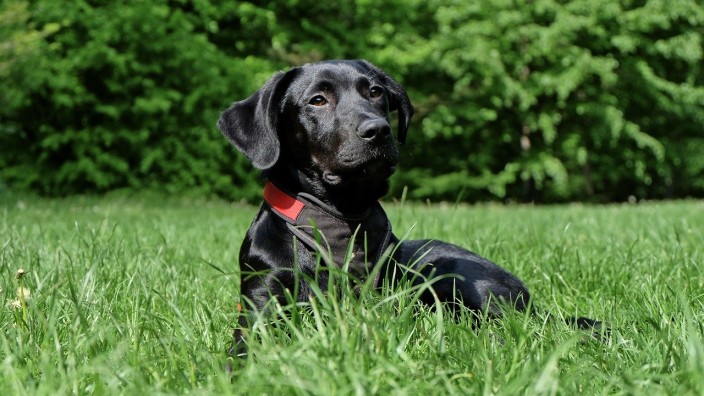 Black lab lying in the grass.