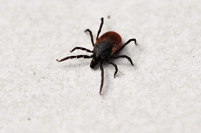 Tick crawls on fabric.