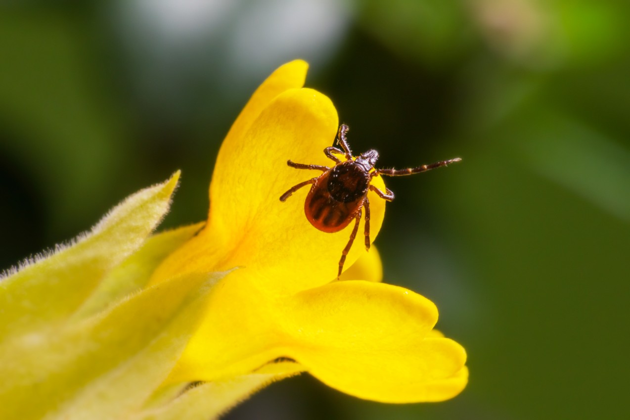 Tick crawling on a flower.