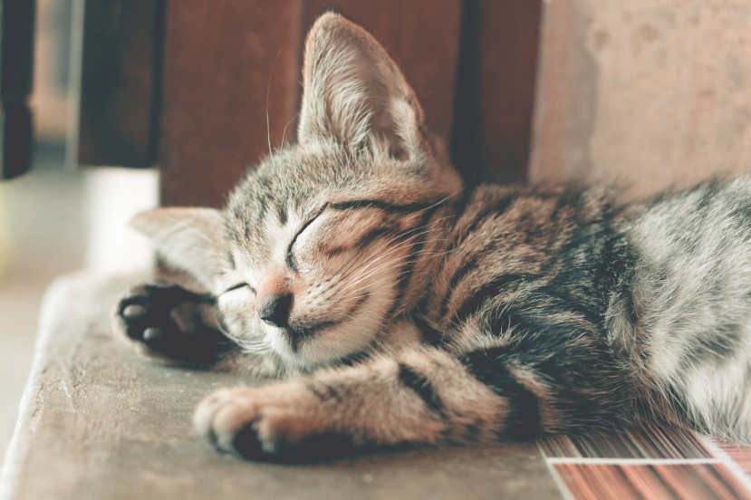 Kitten sleeping peacefully.