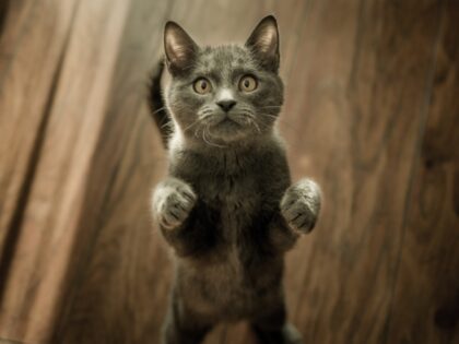 Pet Insurance VS Emergency Savings: What Makes More Sense?
