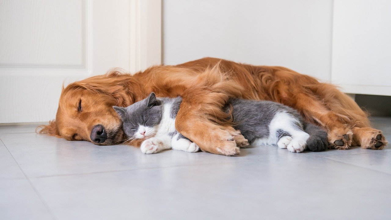 Dog and cat cuddle together.