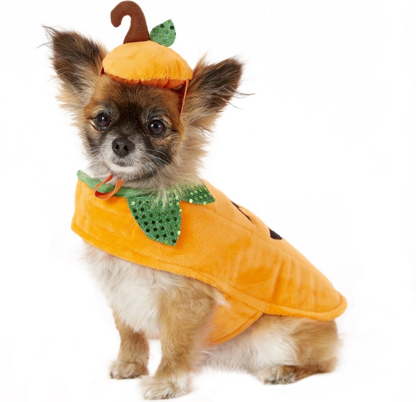 Pumpkin Dog Costume