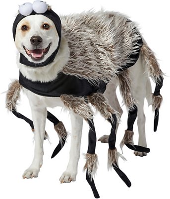 Spider Dog Costume