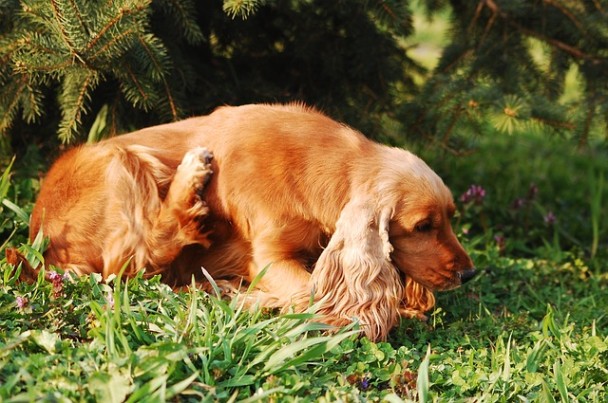 Cocker Spaniel scratches at her side.