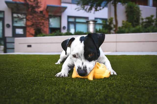 Black and white puppy plays with a toy.