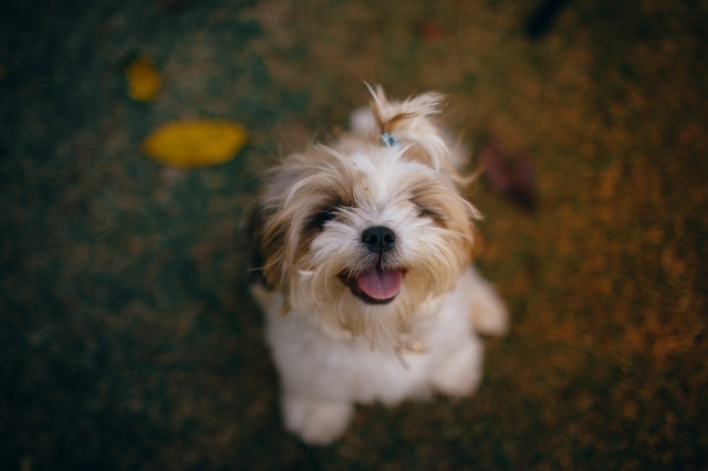 Happy dog smiles at the camera.