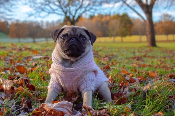 Pug in a sweater in Fall.
