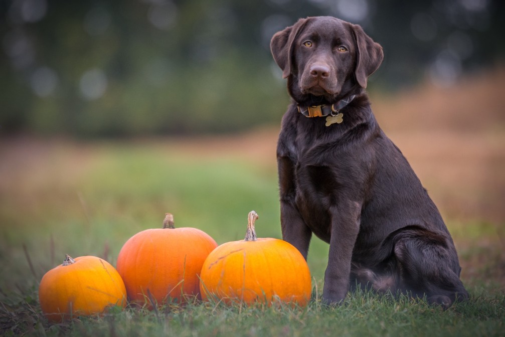 Black lab in the grass next to pumpkins.